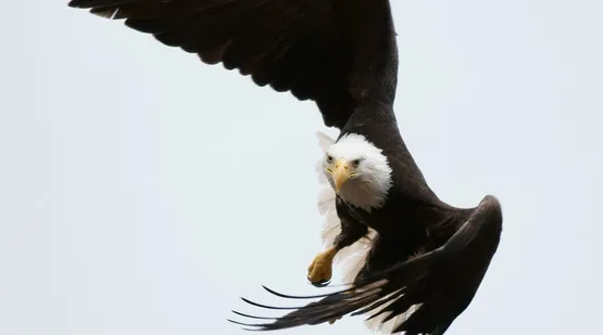 El cambio del Águila